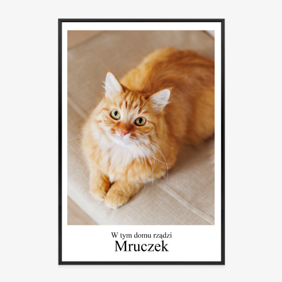 Plakat w ramie ze zdjęcia kota z białym marginesem i napisem